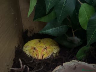 Frog reptiles Pac man frog looking for a new home - Advert 12