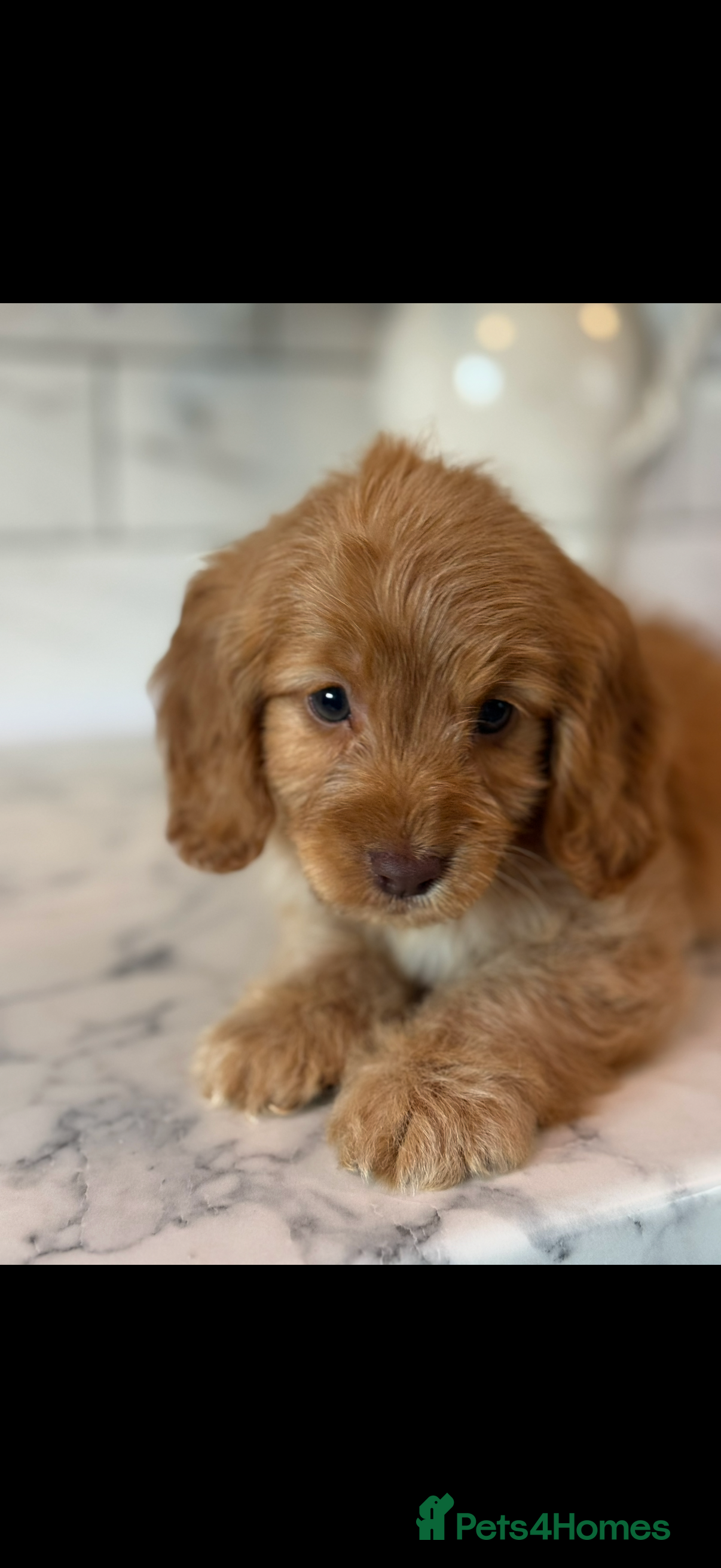 Cavapoo dogs 🎀 FULLY HEALTH TESTED READY NOW 🎀 - Advert 2