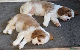 Cavalier King Charles Spaniel dogs for sale: 4 gorgeous puppies - Image 9