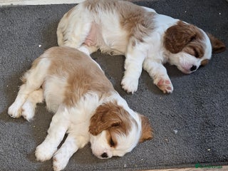 Cavalier King Charles Spaniel dogs 4 gorgeous puppies - Advert 1