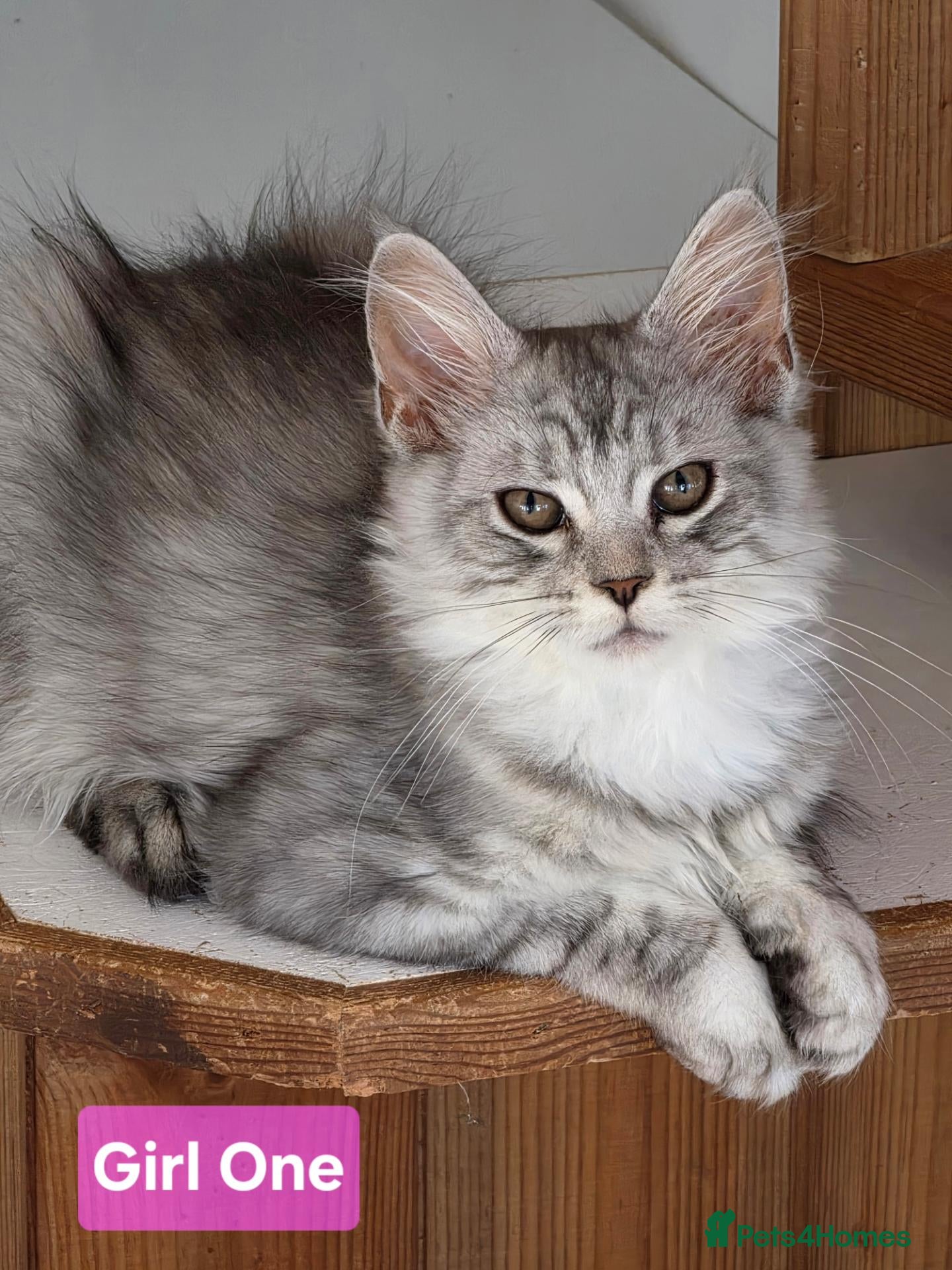 Maine Coon cats for sale: BEAUTIFUL MAINE COON KITTENS, POLY AND NON POLY  - Advert 2