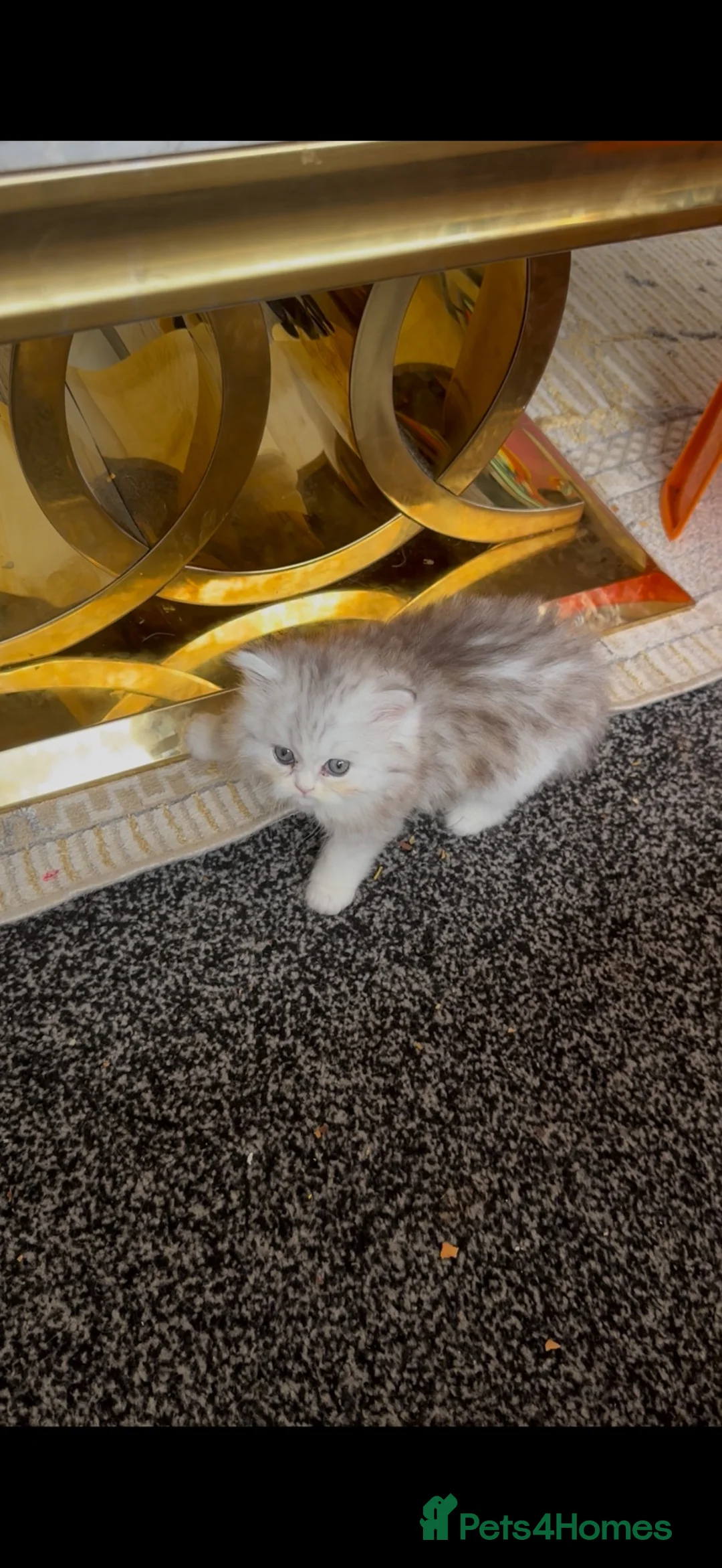 Persian cats for sale: Pure Persian  - Advert 7