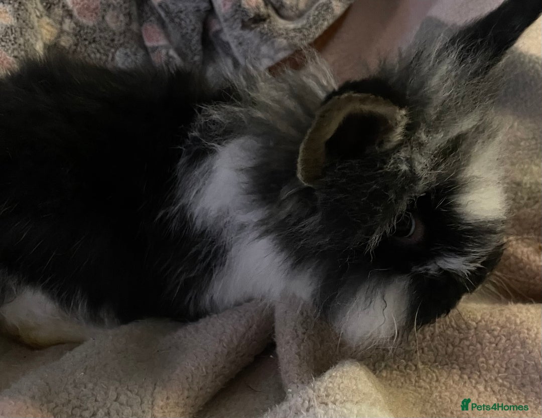 Lionhead rabbits for sale: bunnies - Advert 7