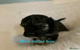 Cavachon dogs for sale: beautiful cavapoochon puppies  - Image 3