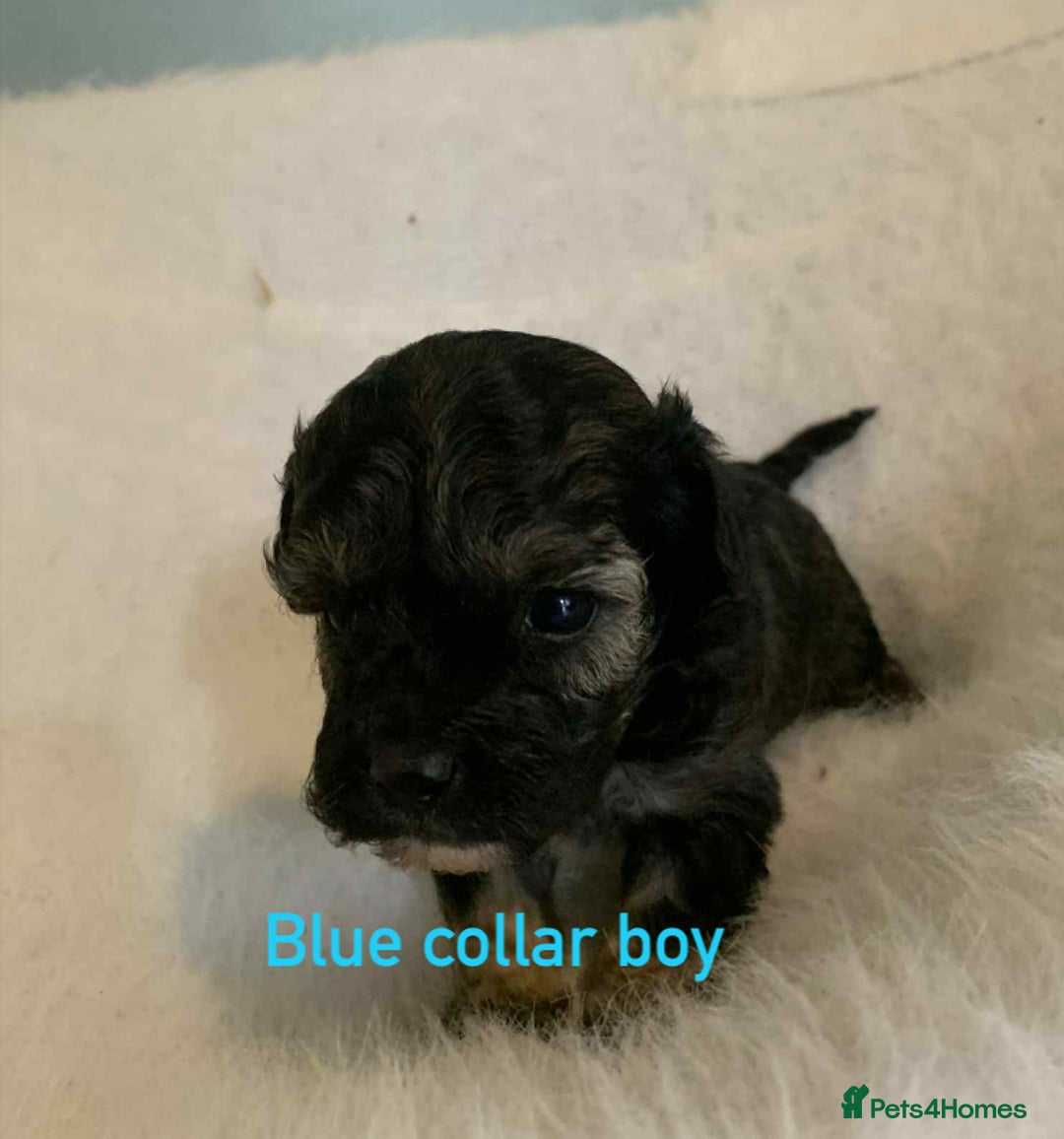 Cavachon dogs for sale: beautiful cavapoochon puppies  - Image 3