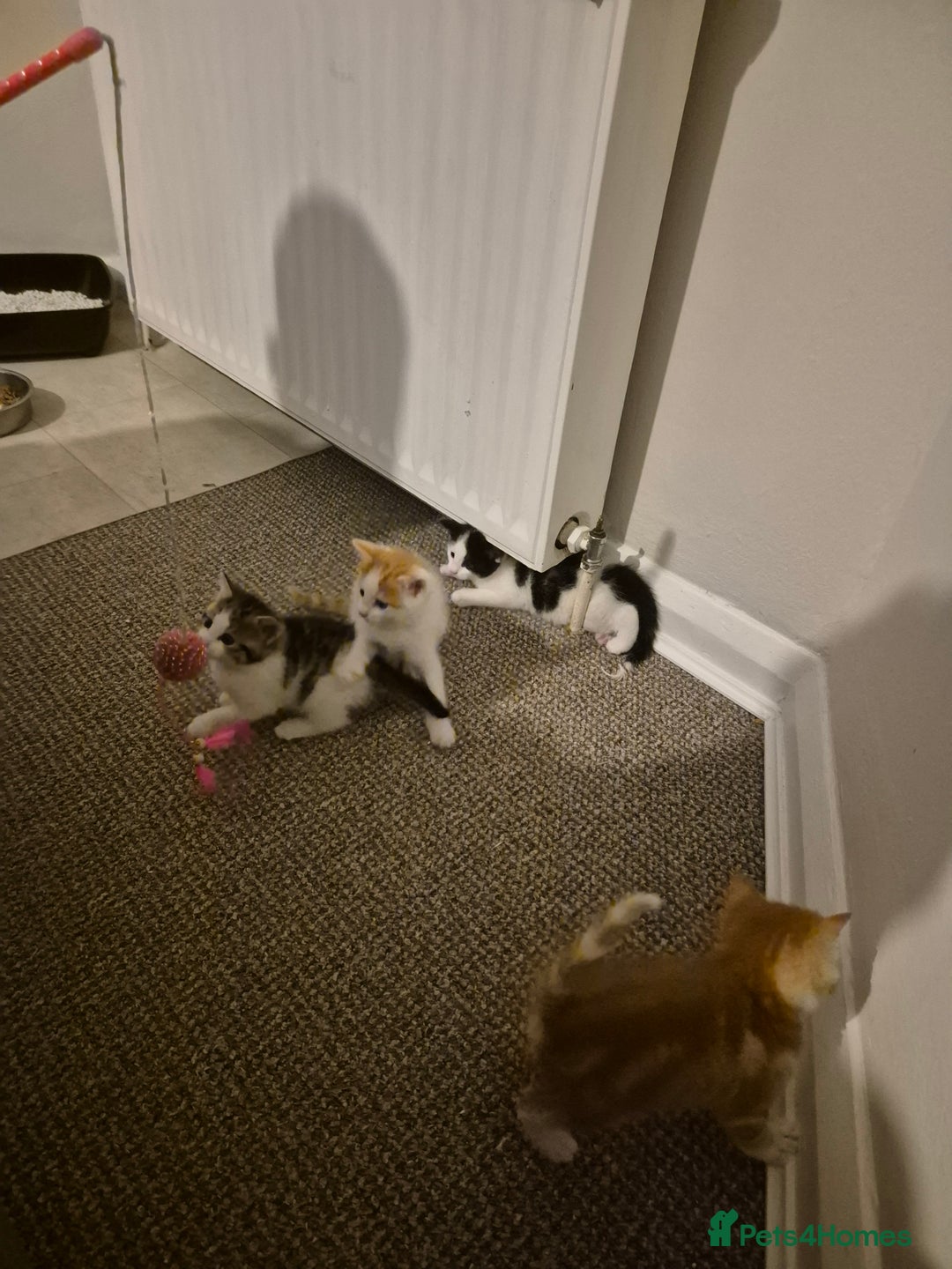 Domestic Shorthair cats for sale: 3 beautiful kittens - Advert 5