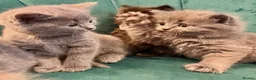 Scottish Fold cats for sale: Scottish kittens  in Rugby - Advert 8