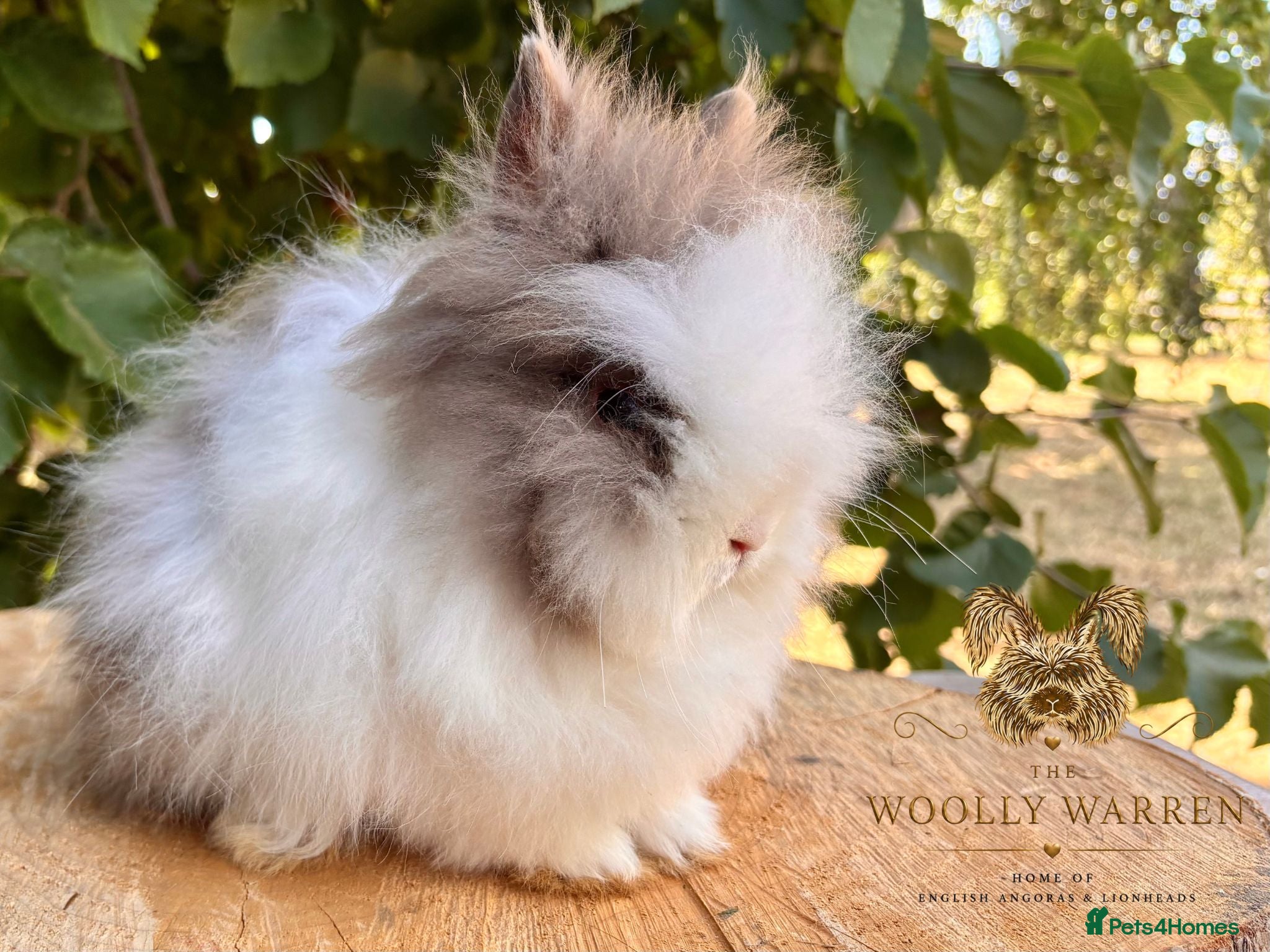 Lionhead rabbits Fully Vaccinated Lionheads Ready Now  - Advert 2