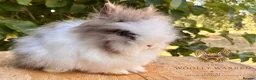 Lionhead rabbits for sale: Fully Vaccinated Lionheads Ready Now  - Advert 2