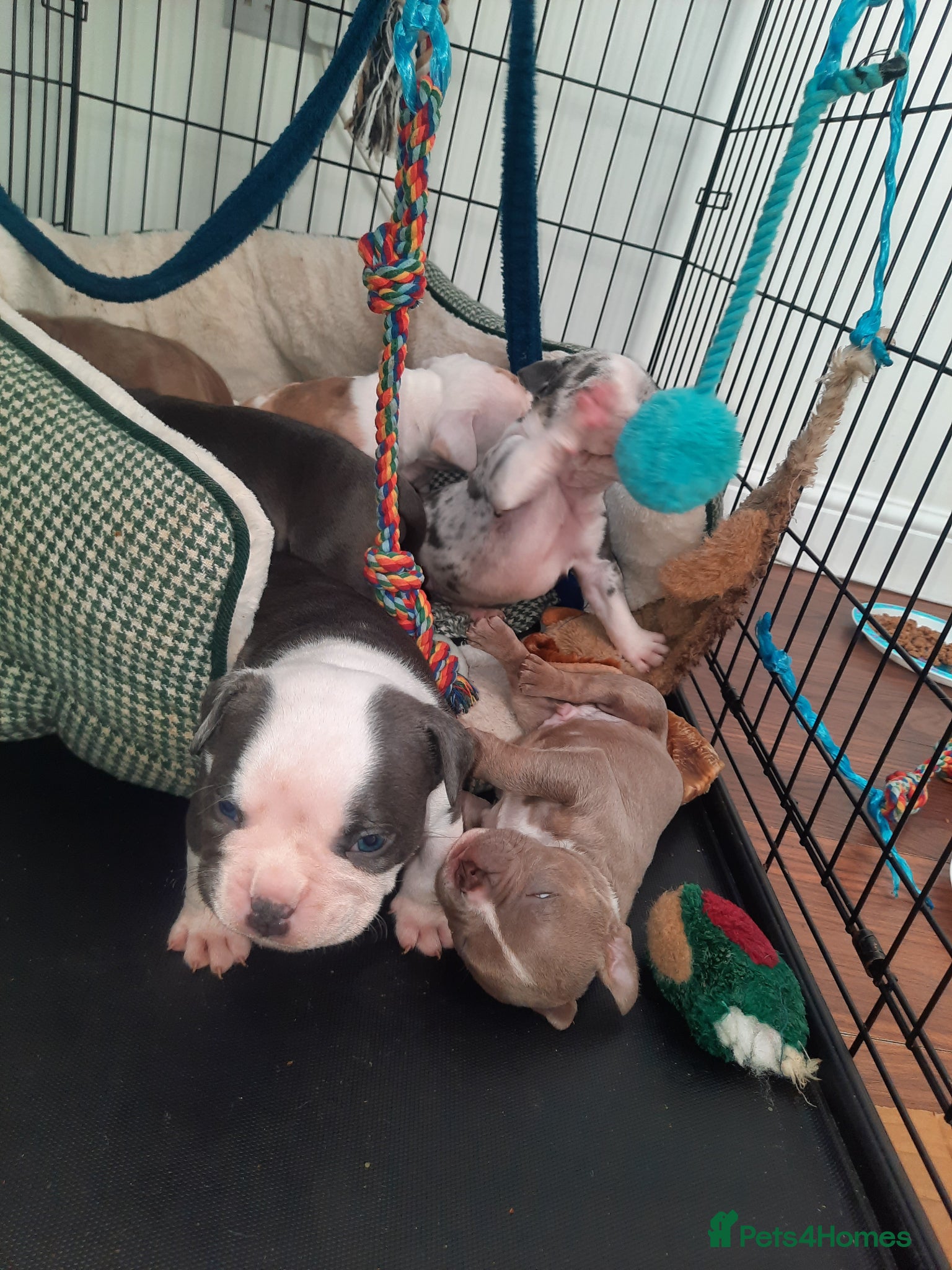 American Bully dogs for sale: Abkc reg platinum/champion pocket bullies - Advert 13