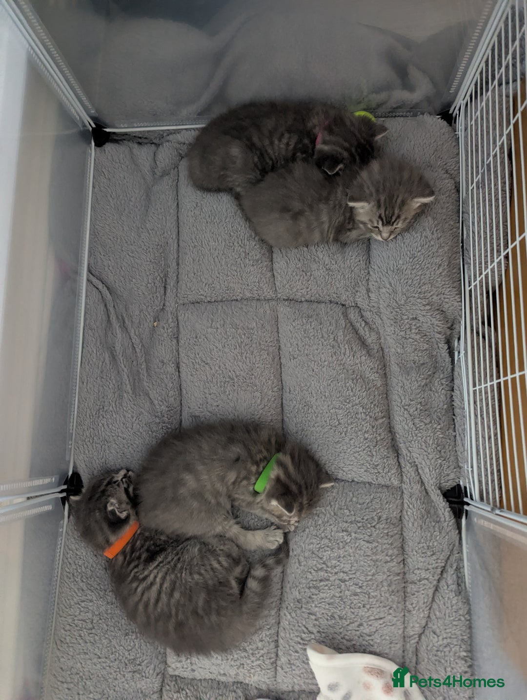 Mixed Breed cats for sale: Beautiful grey silver tabby kittens, ragdoll X Mum - Advert 23