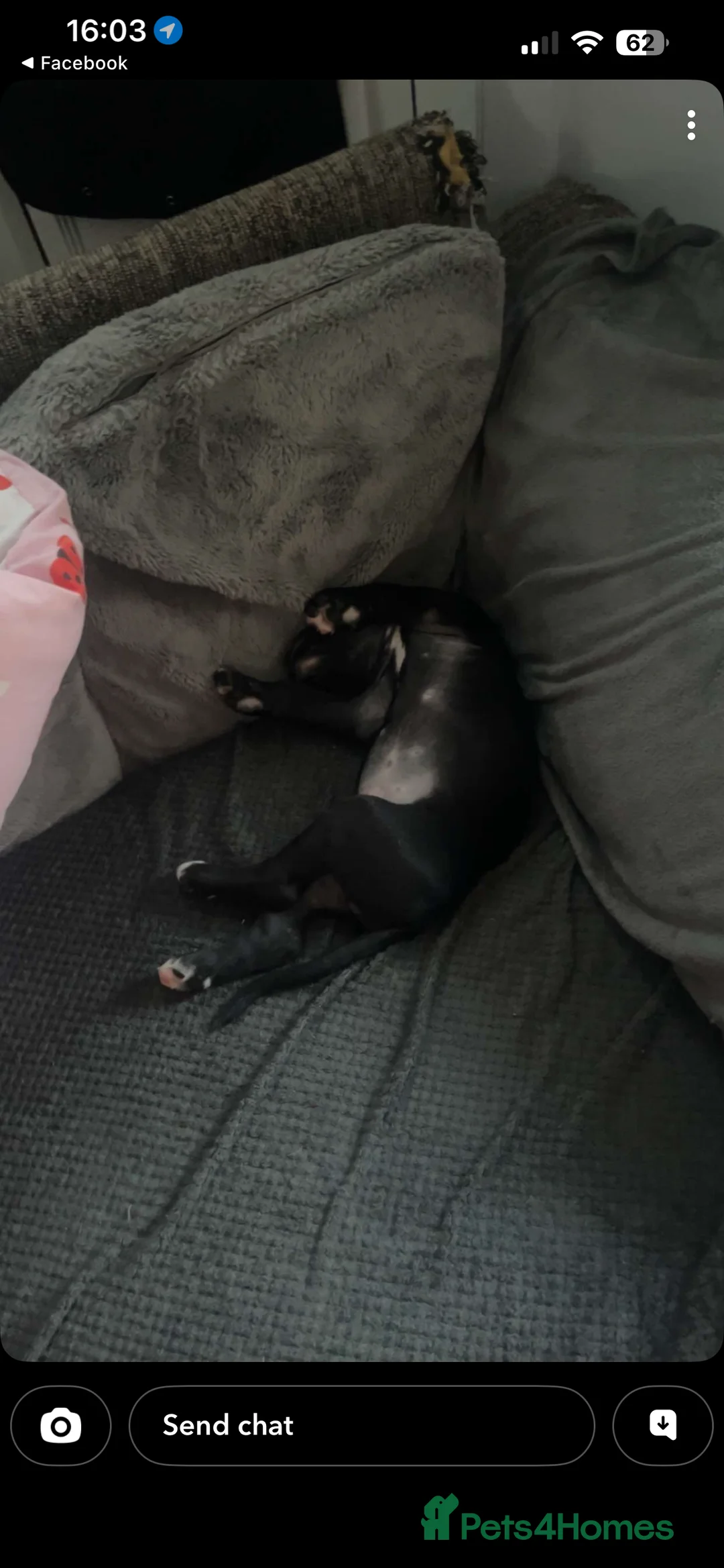 Mixed Breed dogs for sale: Presa canrio/ cane corso   in Wakefield - Advert 2