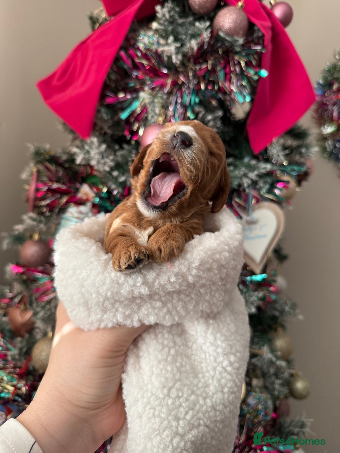 Cockapoo dogs for sale: Gorgeous F1 cockapoo puppies  - Advert 12