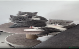 British Shorthair cats for sale: Pedigree British shorthair (Bi colour gene) in Birmingham - Image 1