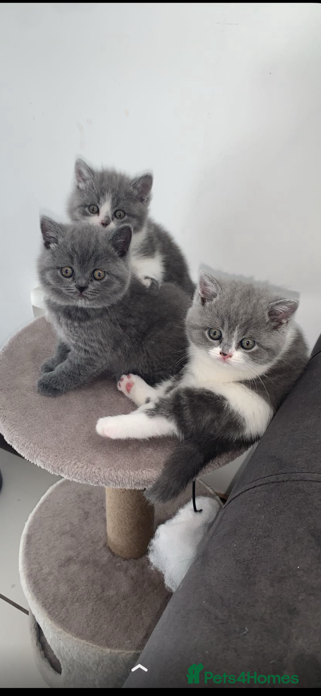 British Shorthair cats for sale: Pedigree British shorthair (Bi colour gene) in Birmingham - Image 1