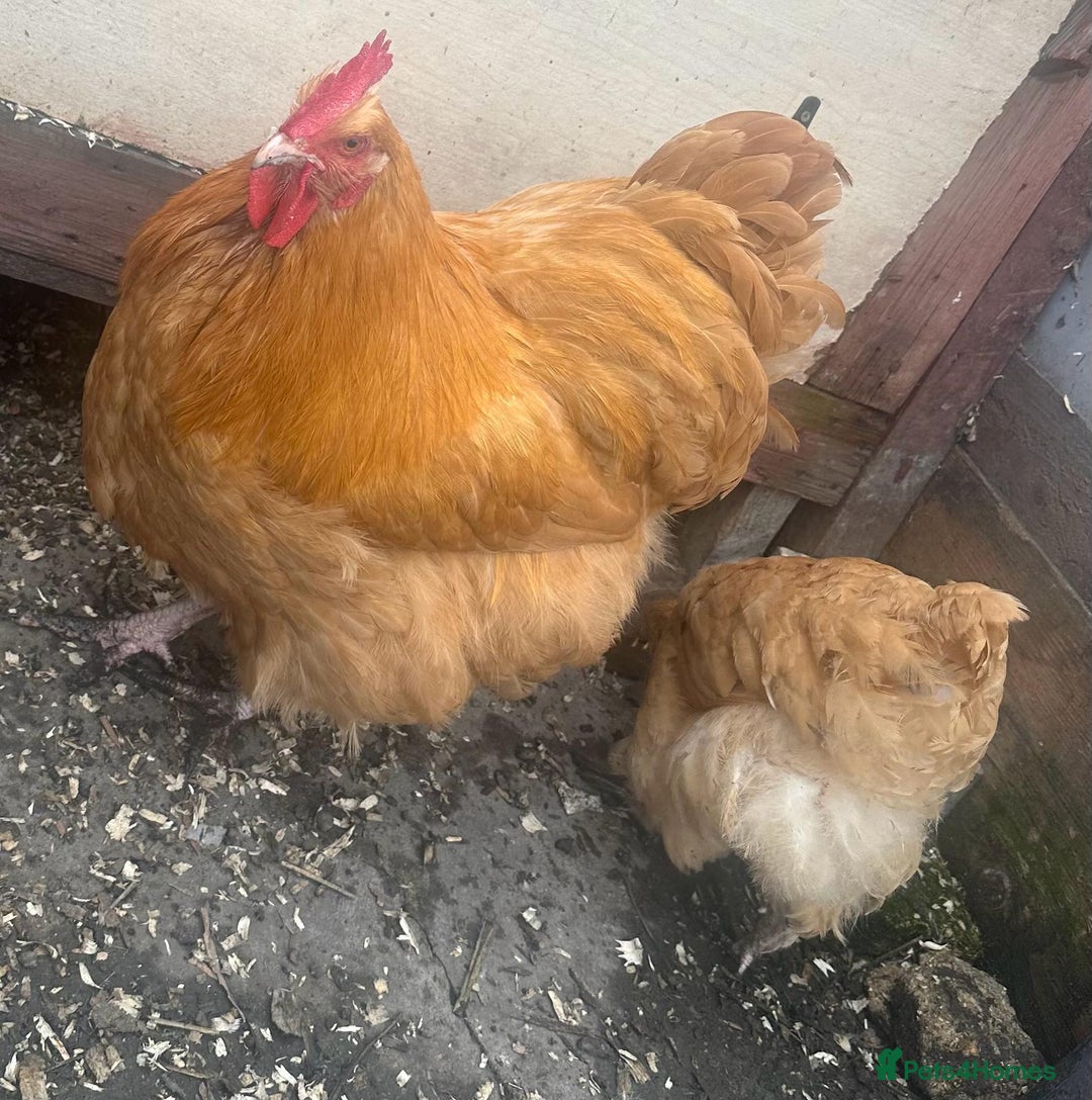 Chickens poultry for sale: Poultry for sale  - Image 5