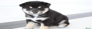Japanese Shiba Inu 1