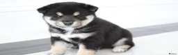 Japanese Shiba Inu dogs for sale: EXCEPTIONAL SHIBA INU PUPPIES OUTSTANDING QUALITY - Advert 11