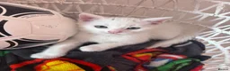 Turkish Angora cats for sale: Beautiful Tr anorgas for sale - Advert 13