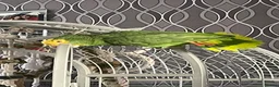 Parrots birds for sale: Double yellow headed Amazon  - Advert 5