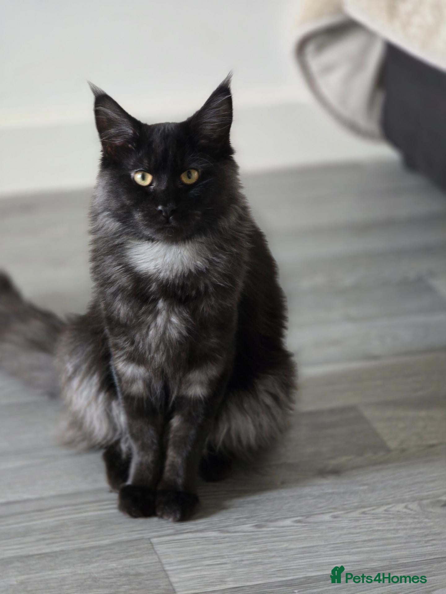 Maine Coon cats Main coon for sale  - Advert 13