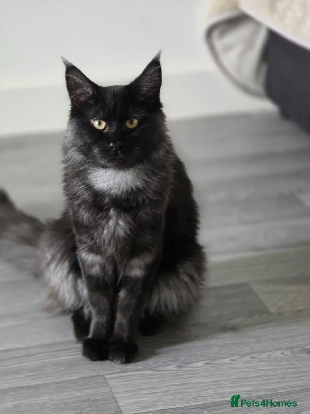 Maine Coon cats for sale: Main coon for sale  in Newton Aycliffe - Advert 1