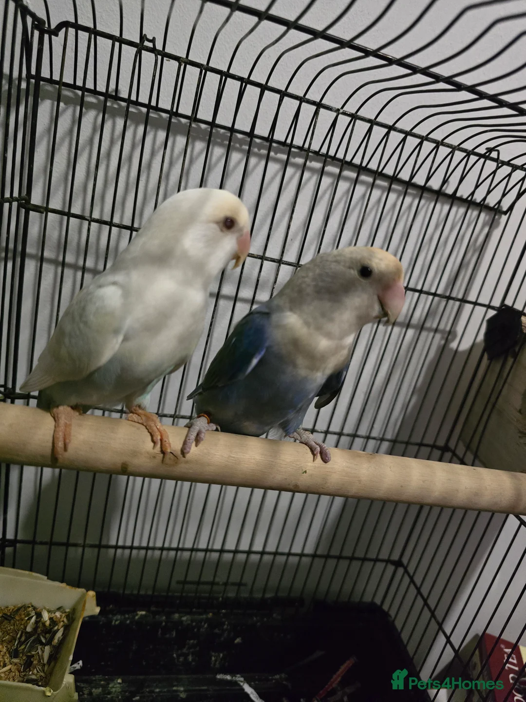 Lovebirds birds for sale: Lovebirds  - Advert 2