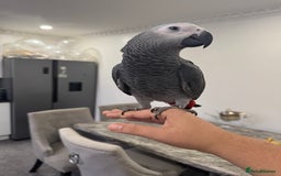 Parrots birds for sale: Hand reared African grey parrot female - Advert 2