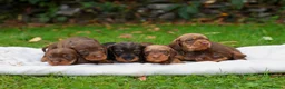 Dachshund dogs for sale: Standard Teckel wire haired Daschund’s   - Advert 3