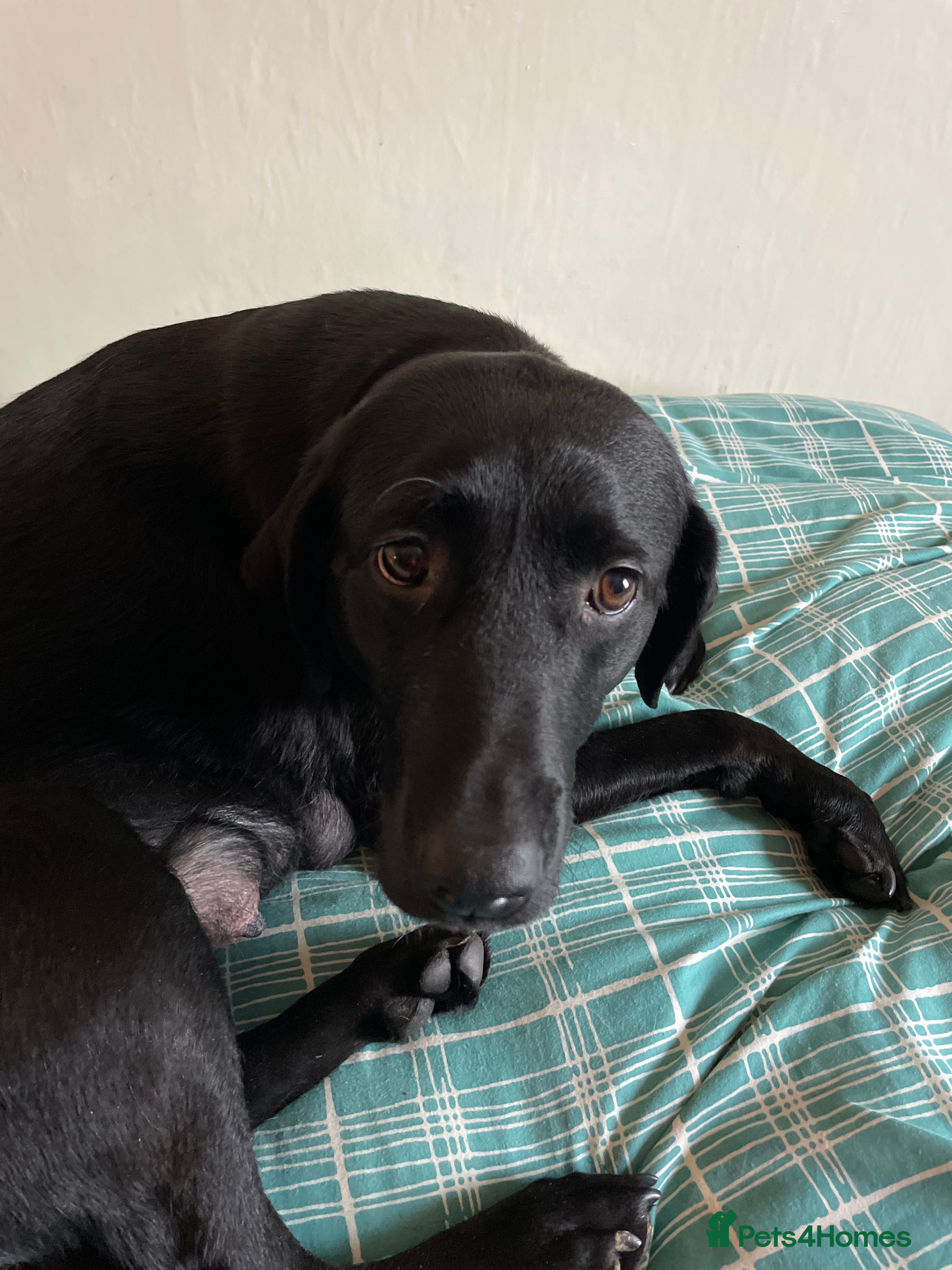 Labrador Retriever dogs Black Labrador retriever puppies - Advert 5