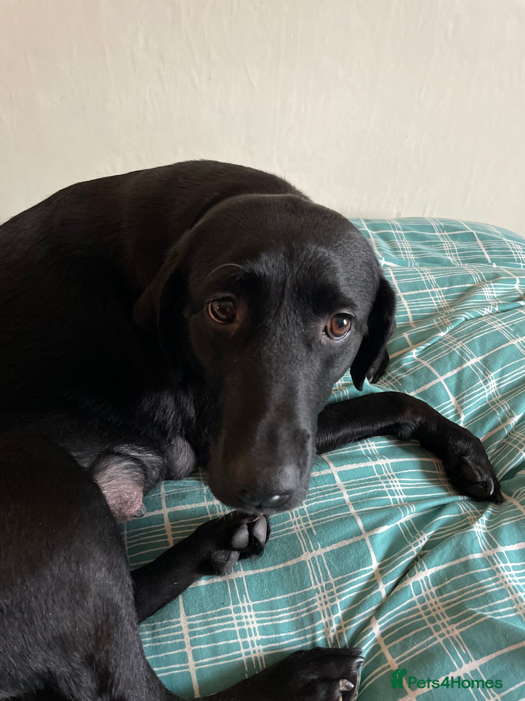 Labrador Retriever dogs for sale: Black Labrador retriever puppies - Advert 1