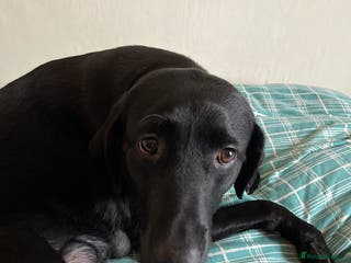 Labrador Retriever dogs Black Labrador retriever puppies - Advert 16