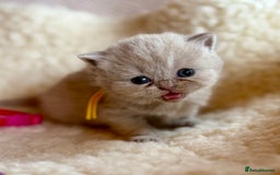 British Shorthair cats for sale: British Shorthair Kittens - Image 35