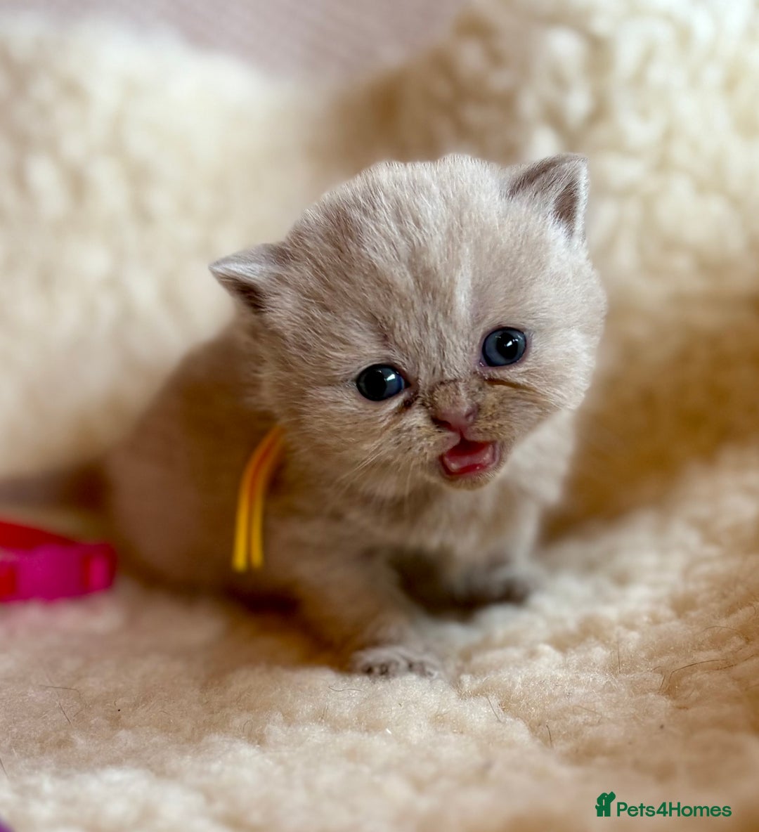 British Shorthair cats for sale: British Shorthair Kittens - Image 35
