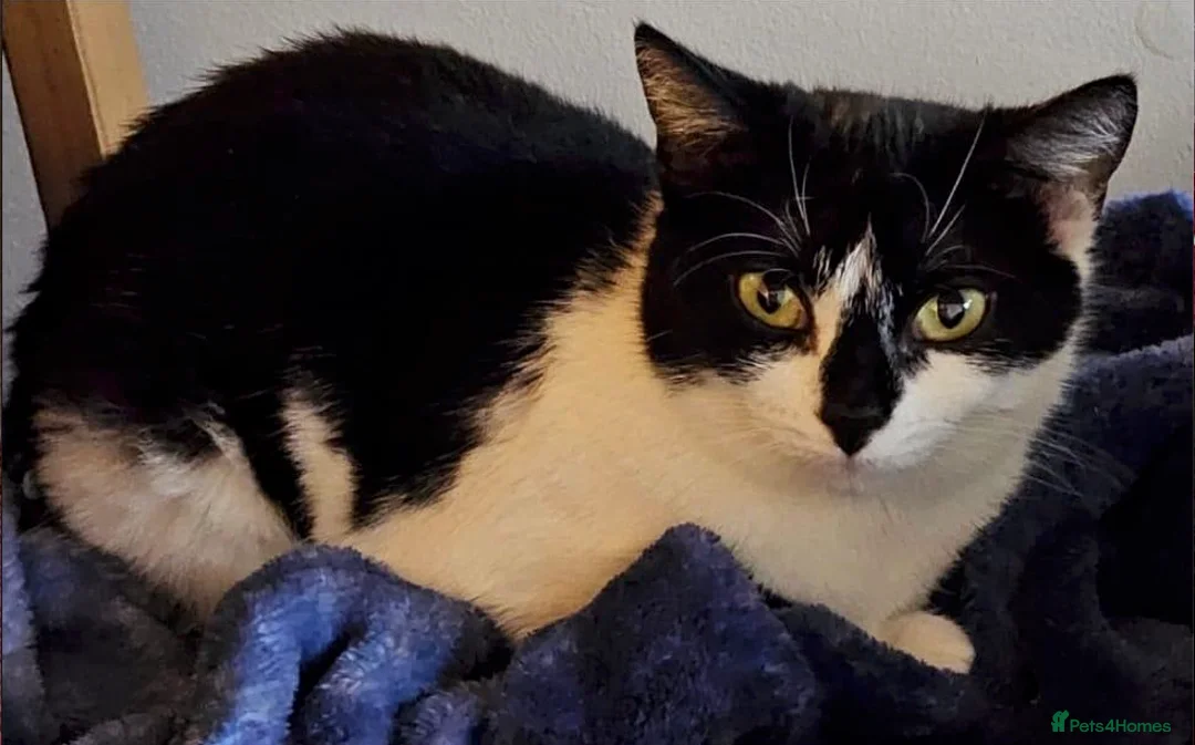 Mixed Breed cats for adoption: Bonded female pair looking for forever home  - Advert 2