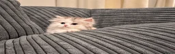 Napoleon cats for sale: Purebred Silver & White Short-Legged Minuet Girl  - Advert 5