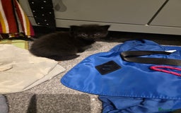 British Longhair cats for sale: 7 kittens boys and girls. British longhair cross  - Image 21