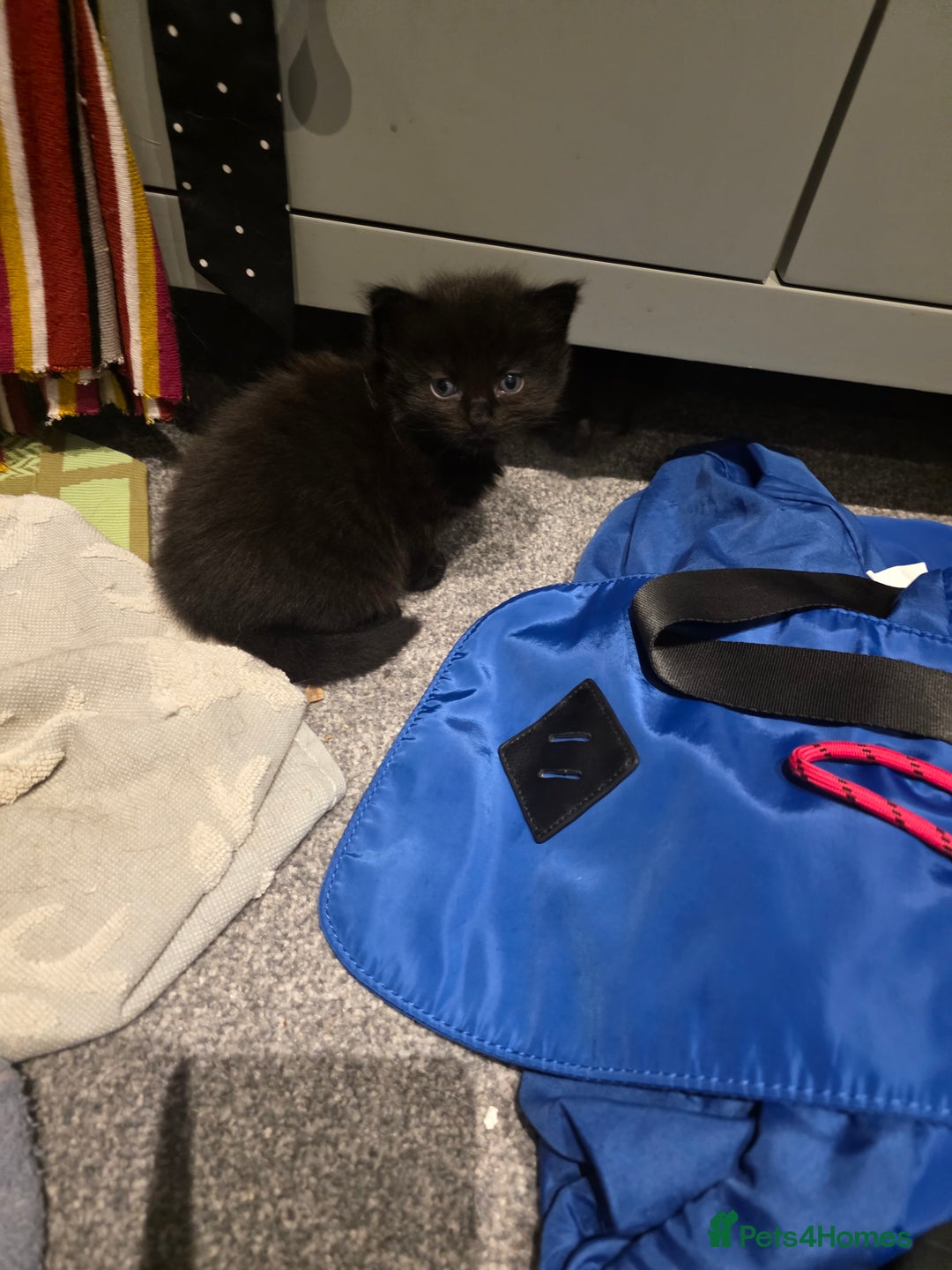 British Longhair cats for sale: 7 kittens boys and girls. British longhair cross  - Image 21