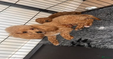 Toy Poodle dogs - Advert 10