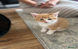 Mixed Breed cats for sale: 6 beautiful and playful mixed Mainecoon kittens - Image 6
