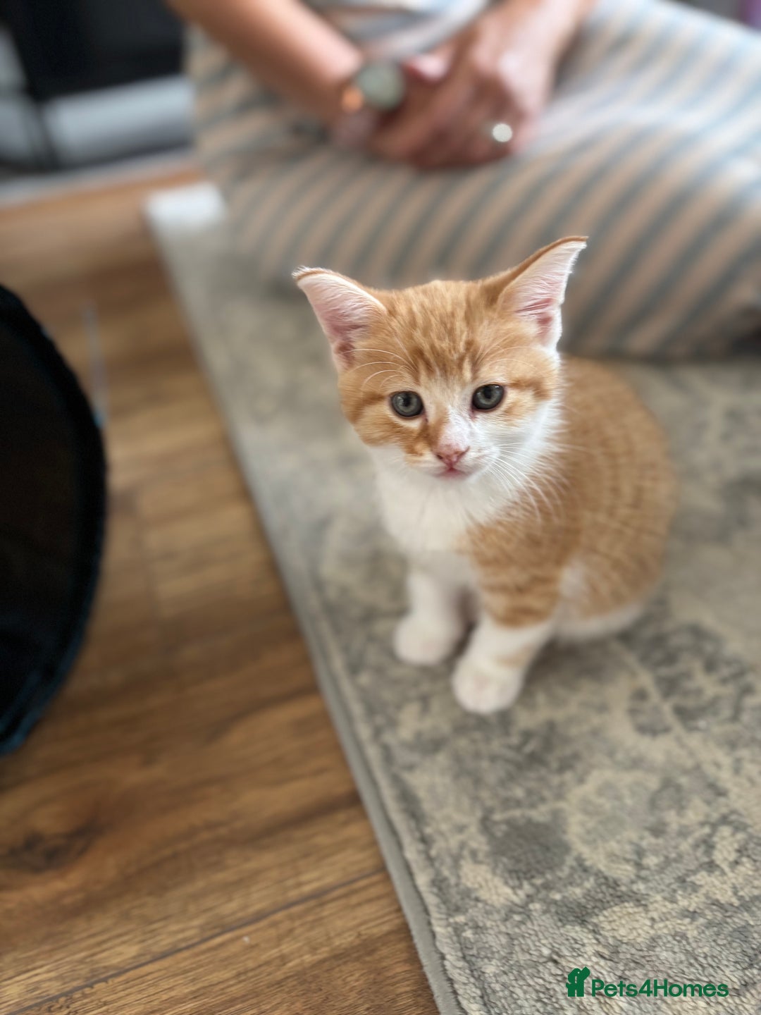 Mixed Breed cats for sale: 6 beautiful and playful mixed Mainecoon kittens - Image 6