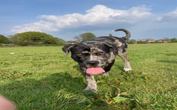 Mixed Breed dogs for sale: Male cane corso cross looking for his forever home - Image 3