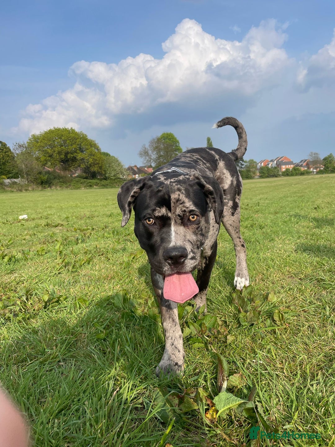 Mixed Breed dogs for sale: Male cane corso cross looking for his forever home - Image 3
