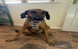 Mixed Breed dogs for adoption: Tony deserves the best forever home - Advert 4