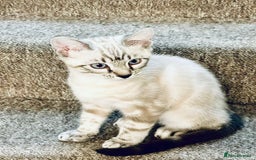 Bengal cats for sale: Pure bred Snow Bengal / Snow Leopard kittens - Image 15