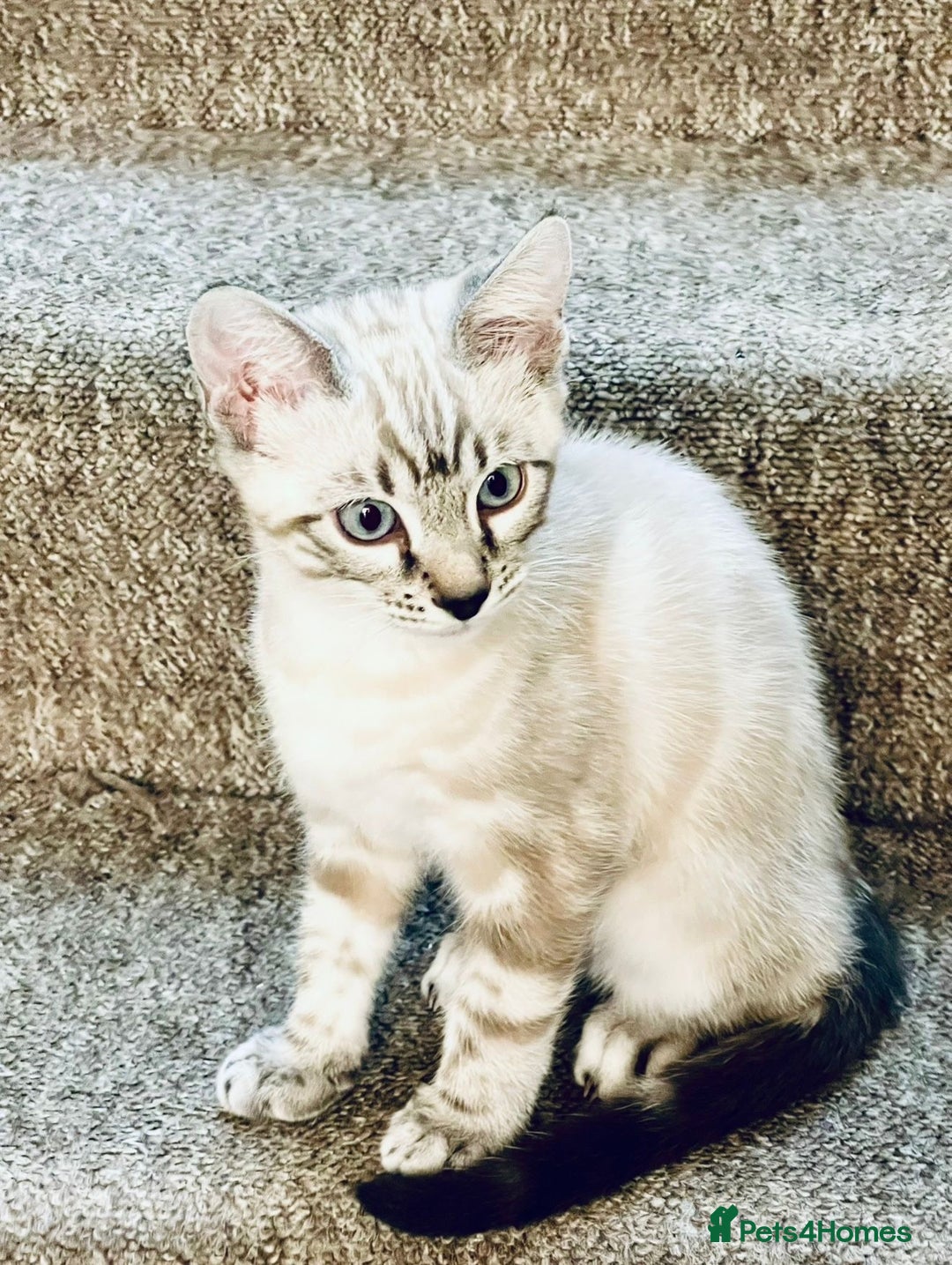 Bengal cats for sale: Pure bred Snow Bengal / Snow Leopard kittens - Image 15