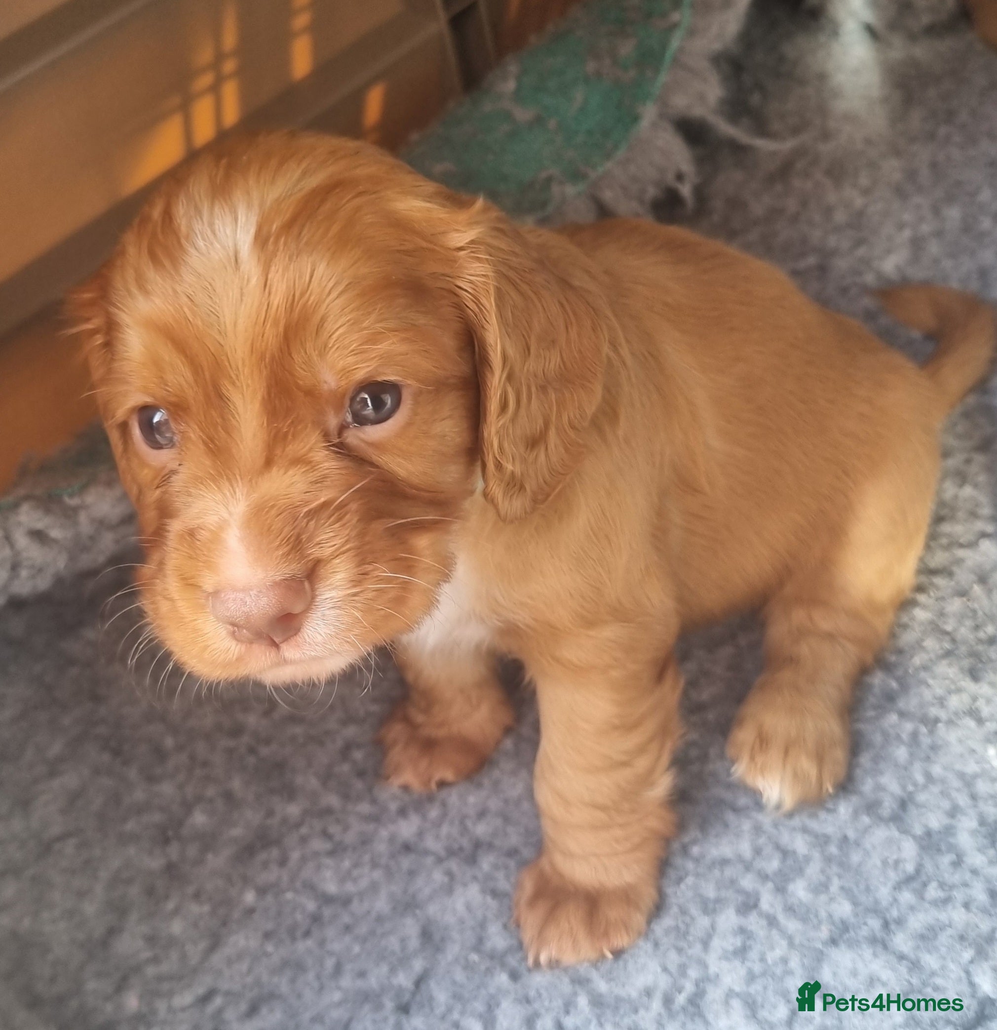 Cocker Spaniel dogs Adorable cocker spaniel puppies - Advert 2