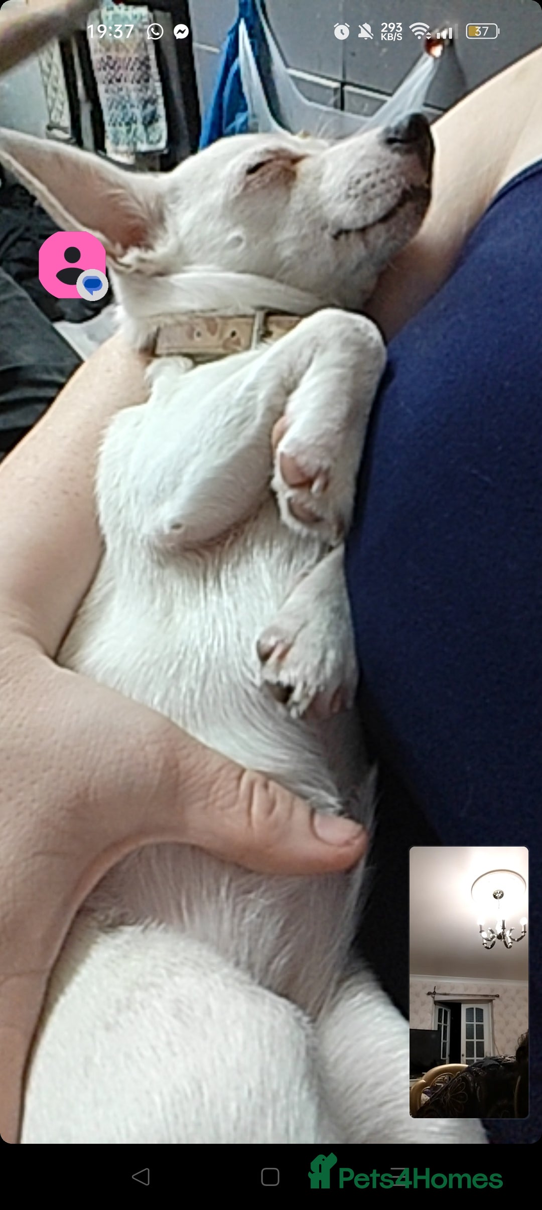 Mixed Breed dogs for sale: Jack - chi - Image 2