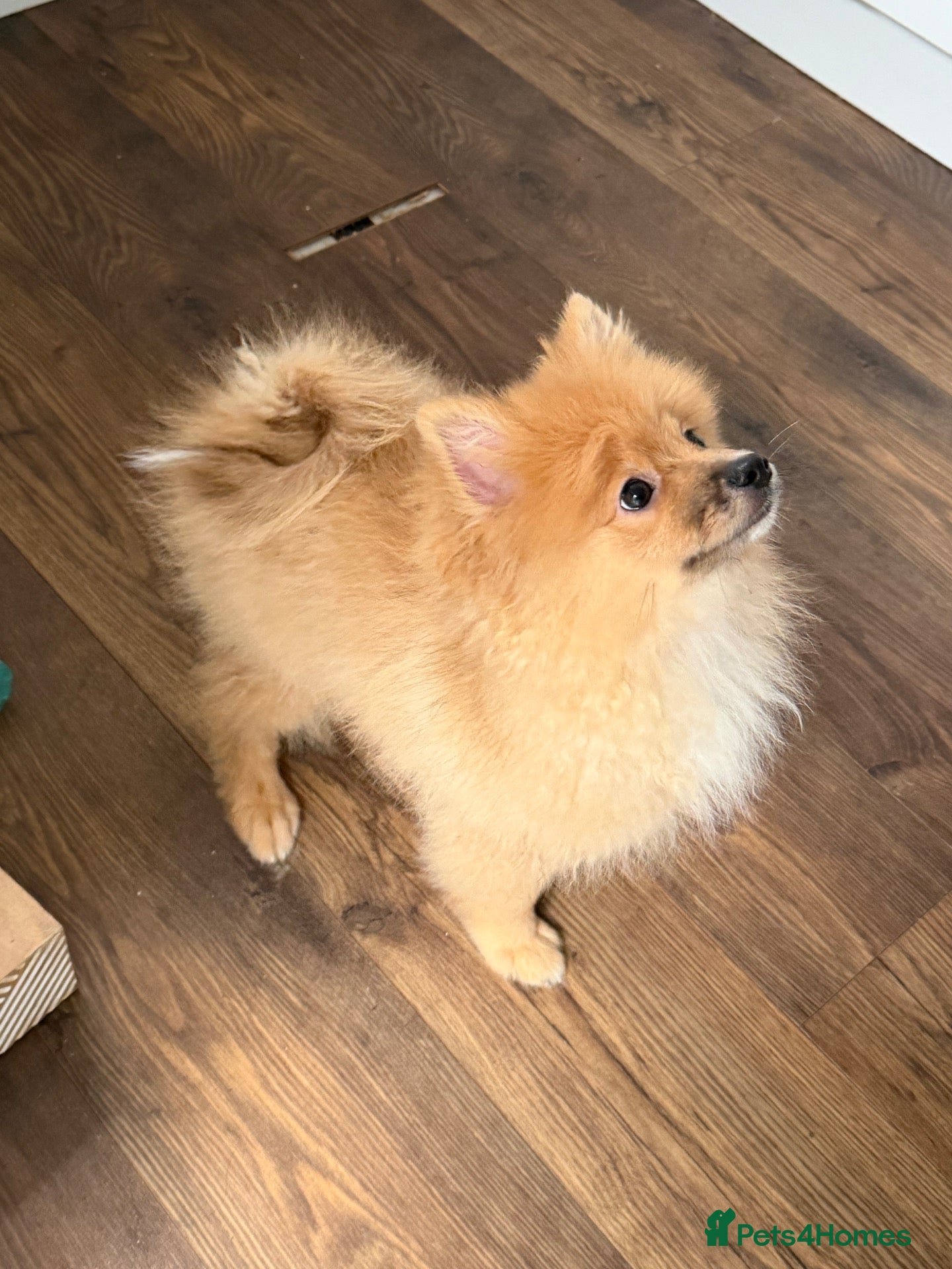 Mixed Breed dogs for sale: Teddy - Advert 22