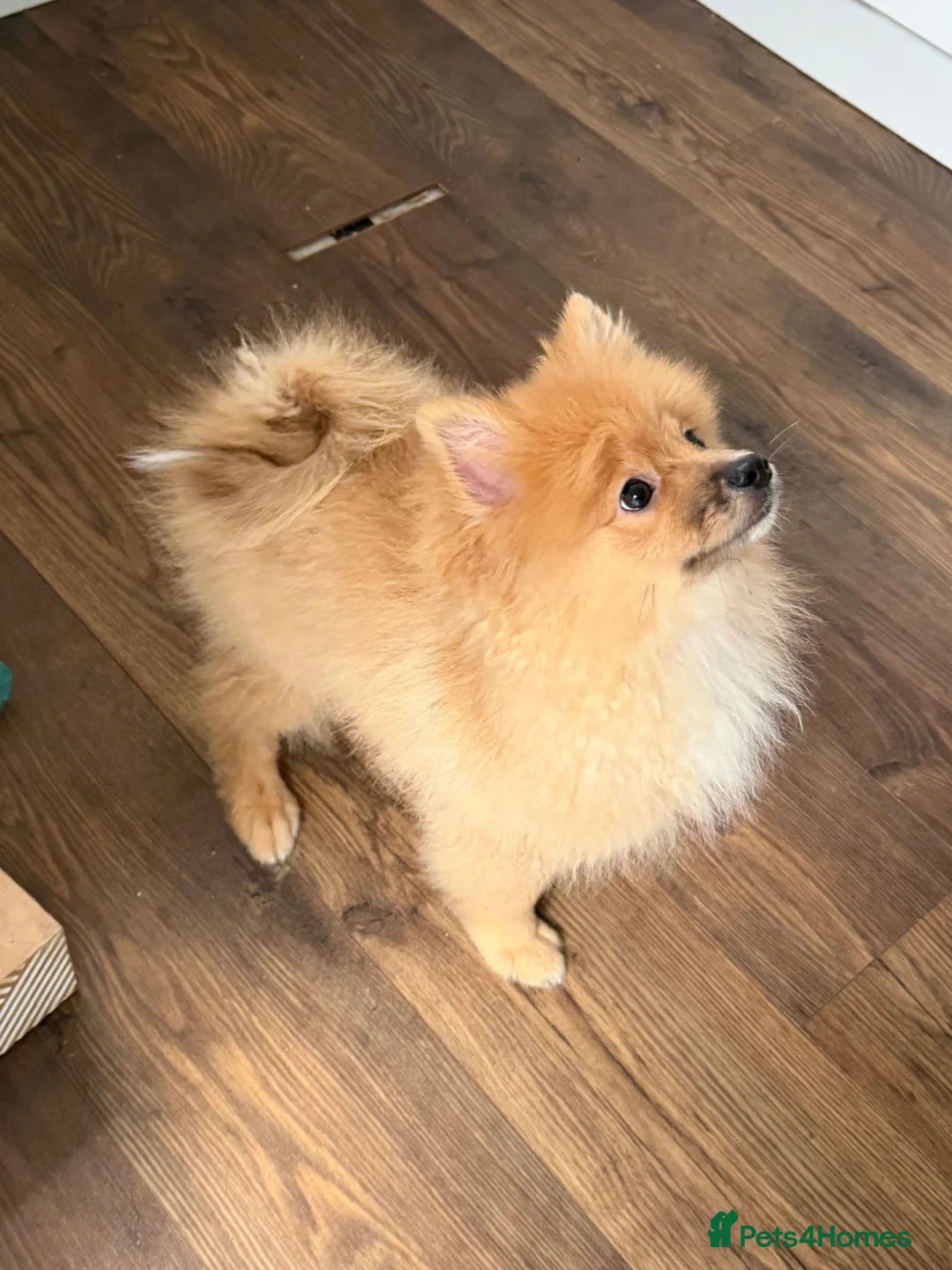 Mixed Breed dogs for sale: Teddy in Harrogate - Advert 1
